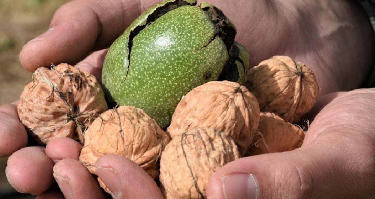 Cevizin ne içi ne de kabuğu en faydalı kısmı bakın neresiymiş