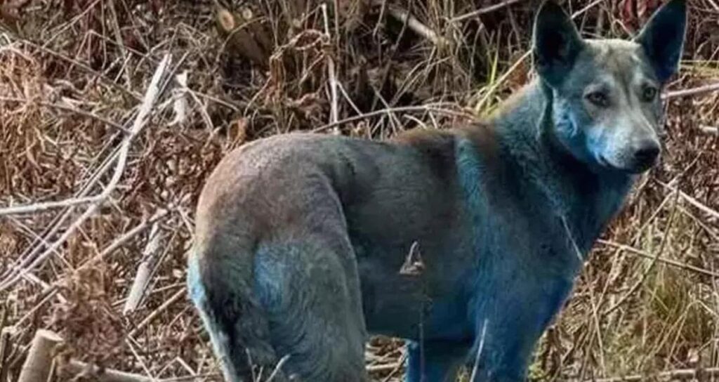 buyu diyen bile cikti gizemli bolgede kopekler maviye dondu 1ANHJPLj.jpg