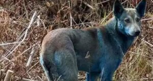 buyu diyen bile cikti gizemli bolgede kopekler maviye dondu 1ANHJPLj.jpg