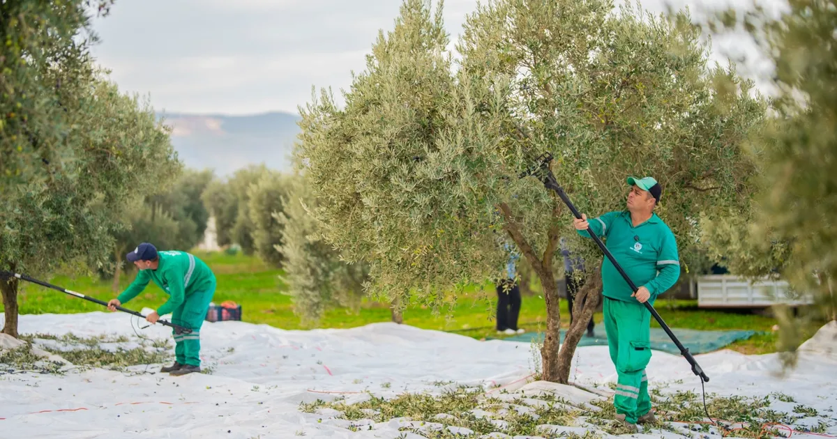 Muğla’da Milas Belediyesi zeytin hasadına başladı