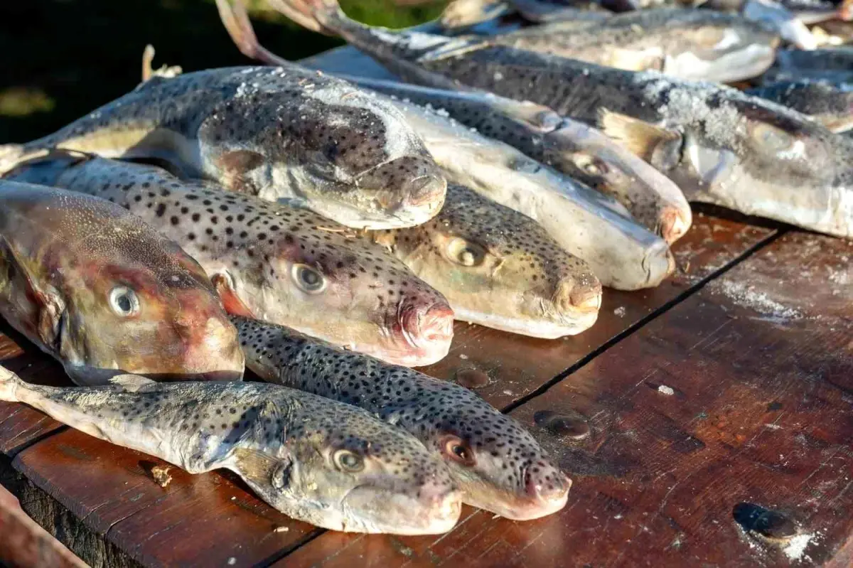 Adana’da 128 Bin Balon Balığı Toplandı